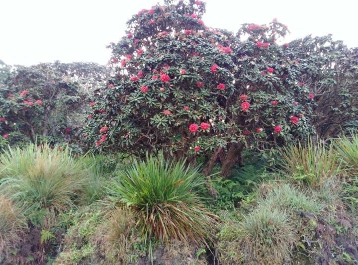 Forest Cyniciam Homestay โอฮิยา ภายนอก รูปภาพ